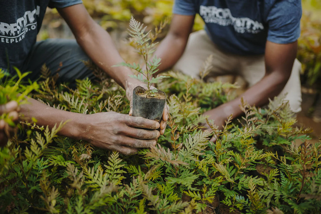 We Are Partnering with One Tree Planted